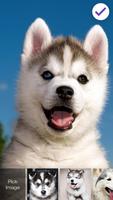Siber Husky Screen Lock imagem de tela 2