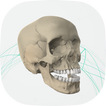 Virtual Cranium