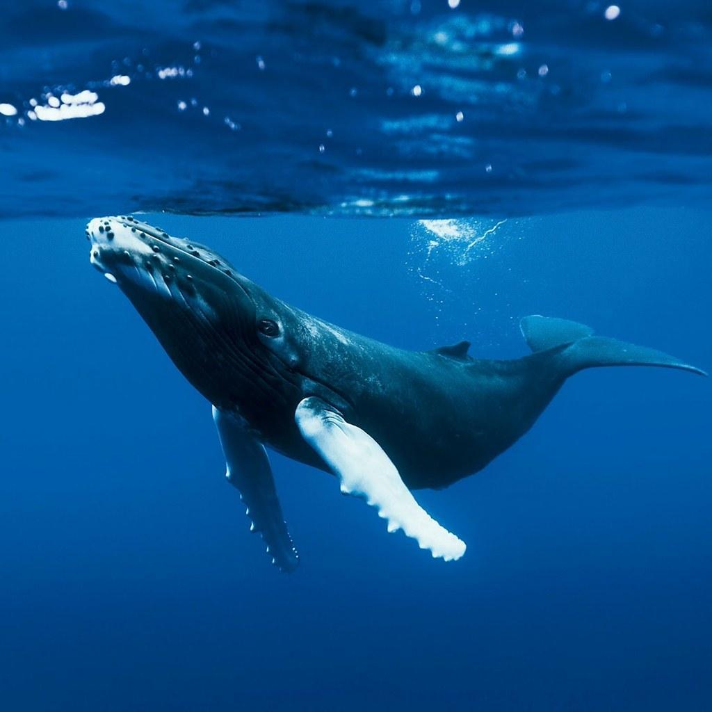 Whale Wallpaper Full HD APK for Android Download