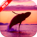 Whale Wallpaper HD 🐋 APK