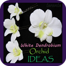 White Dendrobium Orchids APK