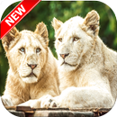 White Lion Wallpaper HD 🦁 APK