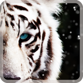 white tiger live wallpapers icon