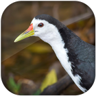 white breasted waterhen sound icon