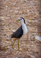 1 Schermata white breasted waterhen sound