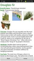 Doug Fir Christmas Tree Guide screenshot 3
