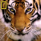 Wild animals Life Documentaries ( Free Films ) icon