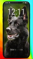 Black German Shepherd Theme Screen Lock ポスター