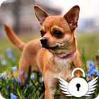 Chihuahua Love Muzzle Puppy Home Lock Screen-icoon