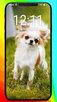 Chihuahua Love Muzzle Puppy Home Lock Screen plakat