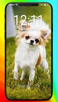Chihuahua Love Muzzle Puppy Home Lock Screen ポスター