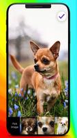 Chihuahua Love Muzzle Puppy Home Lock Screen Ekran Görüntüsü 2