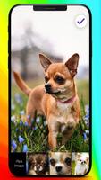 Chihuahua Love Muzzle Puppy Home Lock Screen ภาพหน้าจอ 2