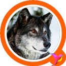 Wolf Sounds APK