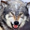 Wolves Puzzles APK