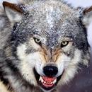 Wolves Puzzles APK