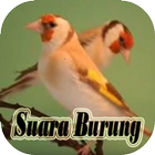 Suara Kicau Burung Terbaik icon