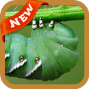 Beautiful Worm Wallpaper APK