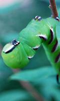 Beautiful Worm Wallpaper 스크린샷 3