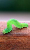 Beautiful Worm Wallpaper 포스터