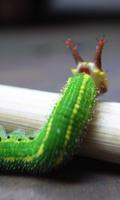 Beautiful Worm Wallpaper 스크린샷 1