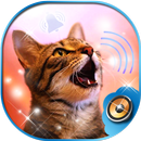 Tonos de Maullidos de Gato 😼 Sonidos para Movil APK