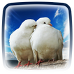 Hình Nền Chim Bồ Câu Đẹp 🕊 Hình Nền Động
