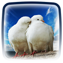 Palomas Fondos Animados 🕊 Fondos de Pantalla APK