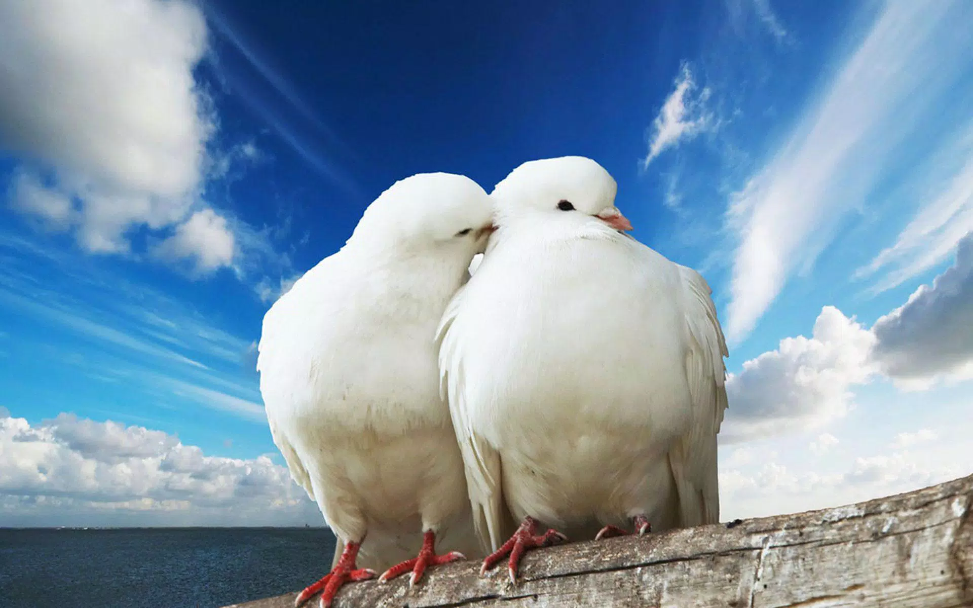 Android 用の 鳩 のライブ壁紙 動く壁紙 アニメ 人気壁紙 Apk をダウンロード