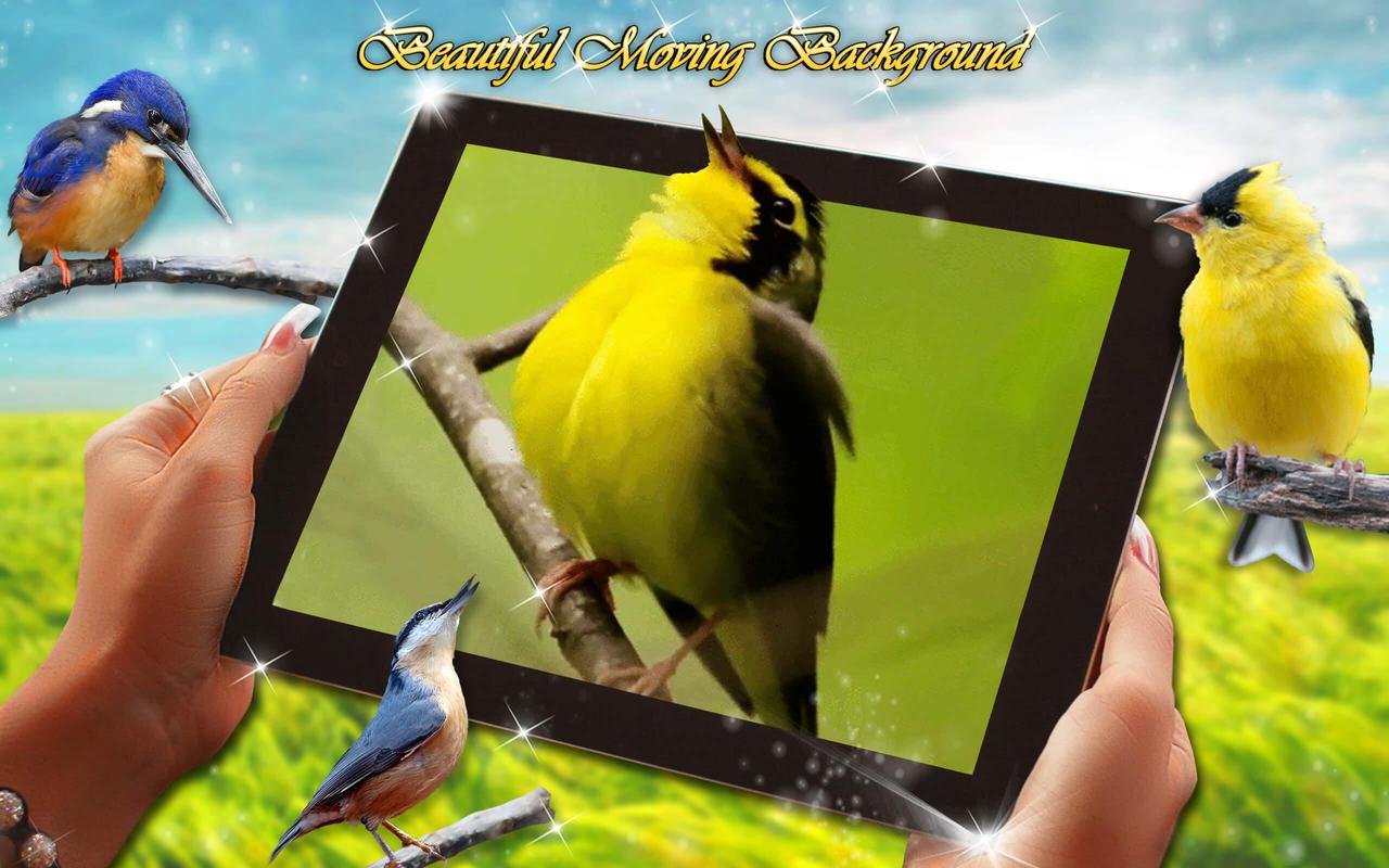 Wallpaper Suara Burung Hidup Gambar Animasi For Android APK