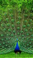 Fondos de Pantalla de Pavo Real 😍 Fondo Colores captura de pantalla 3