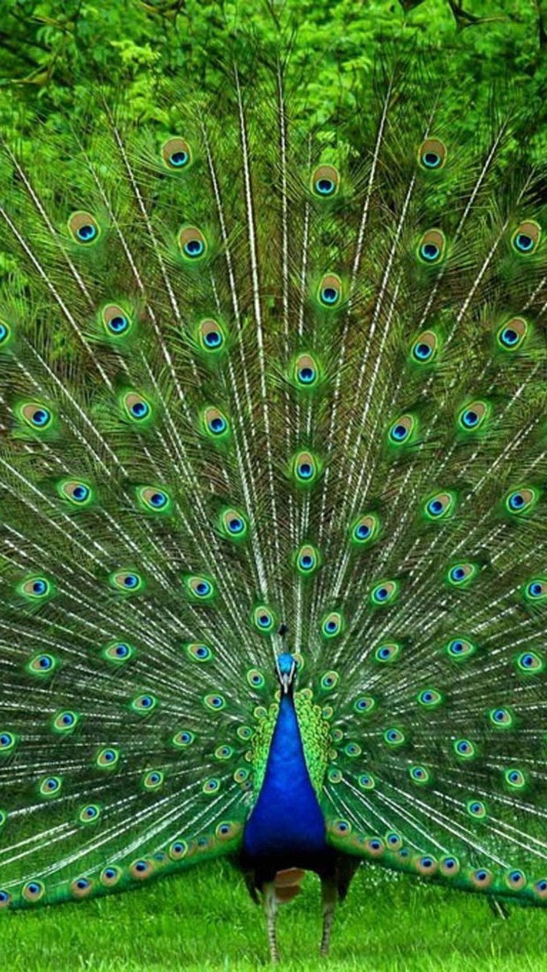 Android için Tavus Kuşu Duvar Kağıtları Canlı 😍 Renkli Resimli APK�yı