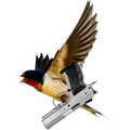 ”Dog vs Birds