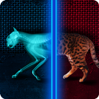 X-Ray Cat Prank simgesi