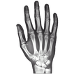 X-Ray Right Hand FREE