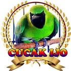 Suara Burung Cucak Ijo Juara mp3 icône