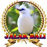 Suara Burung Jalak Bali Juara icône