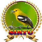 Suara Burung Sirtu Juara mp3 أيقونة