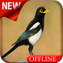 Yellow Billed Magpie Bird Song-APK