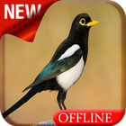 Icona Yellow Billed Magpie Bird Song
