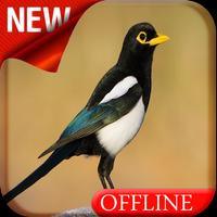 Yellow Billed Magpie Bird Song Affiche