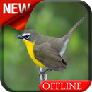 Yellow Breasted Chat Bird Song-APK