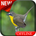 Yellow Breasted Chat Bird Song biểu tượng