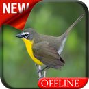 Yellow Breasted Chat Bird Song APK