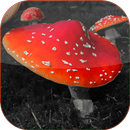 Color Splash Effect Editor Pro APK