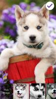 Cute Hasky Puppies Screen Lock 截圖 2