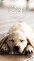 Poster Labrador Puppy Screen Lock