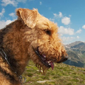 Terriers Wallpapers