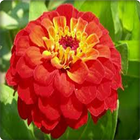 New Zinnia Flowers Onet Game icon