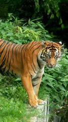 動物園ライブ壁紙 アプリダウンロード